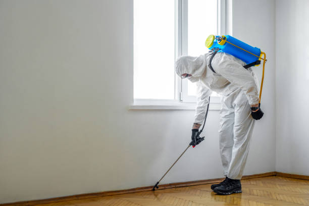 Wasp Removal Services in Oak Forest, IL